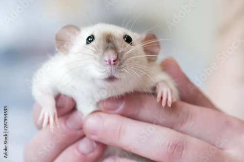 Decorative Siamese rat in the hands of a woman