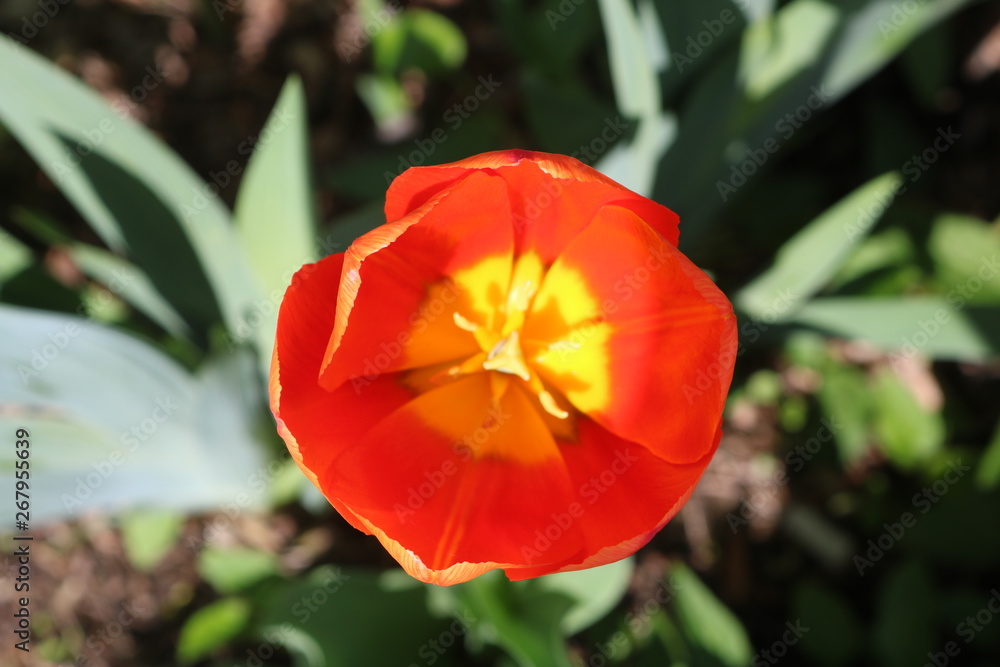 Brightly colored tulip in backyard spring garden Brightly colored tulip in backyard spring garden