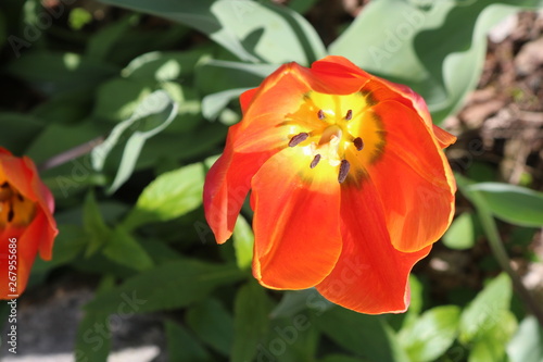 Brightly colored tulip in backyard spring garden