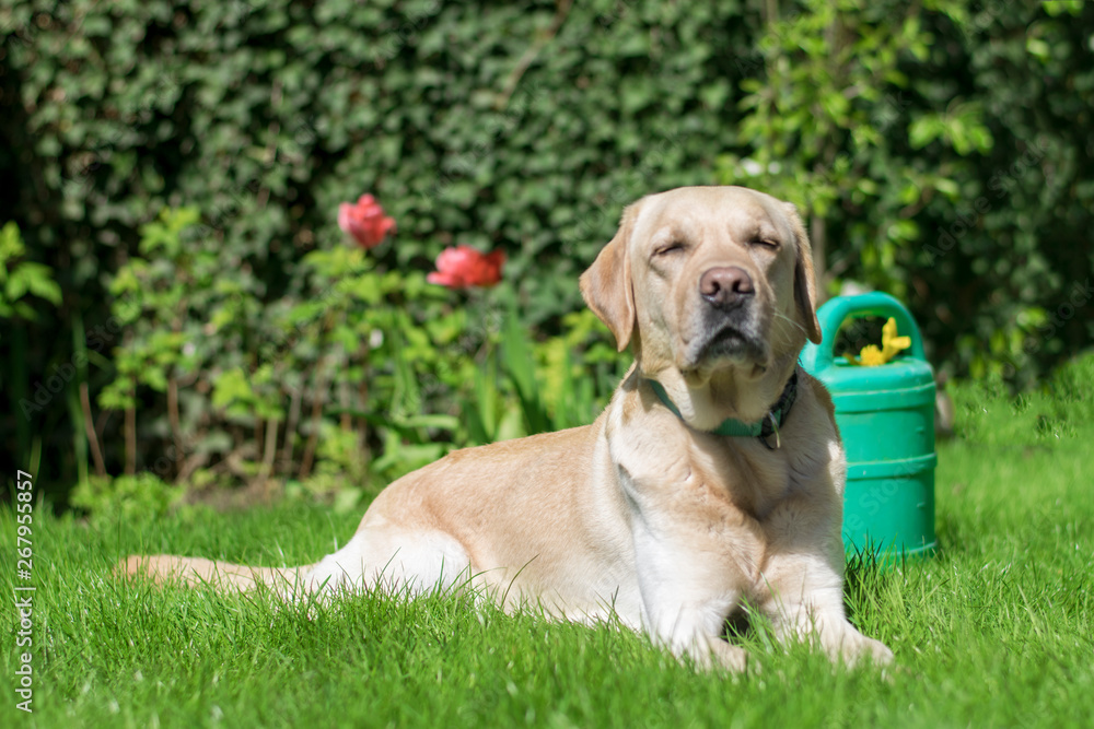 Labrador dog in spring in nature, soft focus