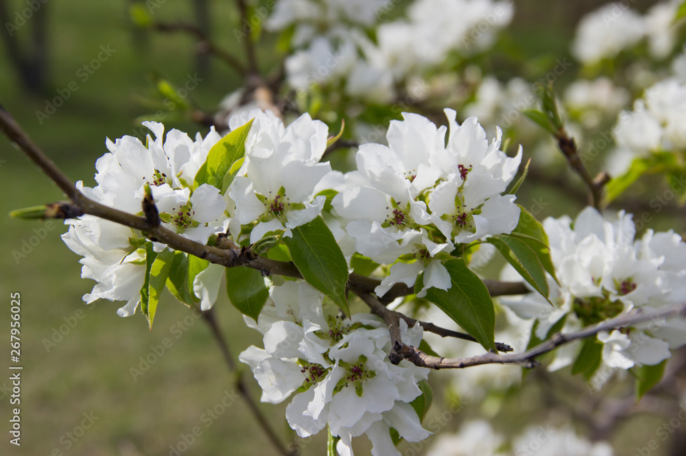 Obraz premium Apple branches covered with white flowers in spring