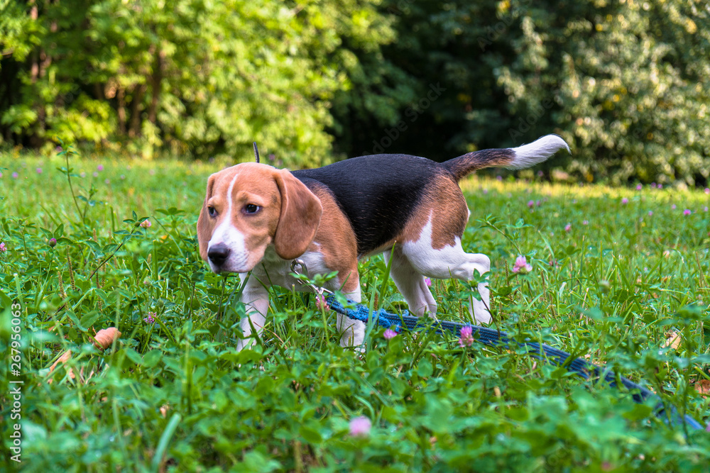 A thoughtful Beagle puppy with a blue leash on a walk in a city park. Portrait of a nice puppy.Eastern Europe. A thoughtful Beagle puppy with a blue leash on a walk in a city park. Portrait of a nice puppy.Eastern Europe.