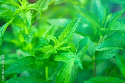 mint leaves on natural background