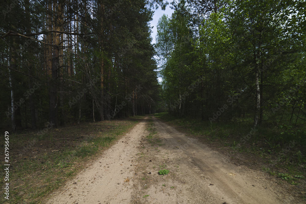 Obraz premium Road in the Woods at Autumn