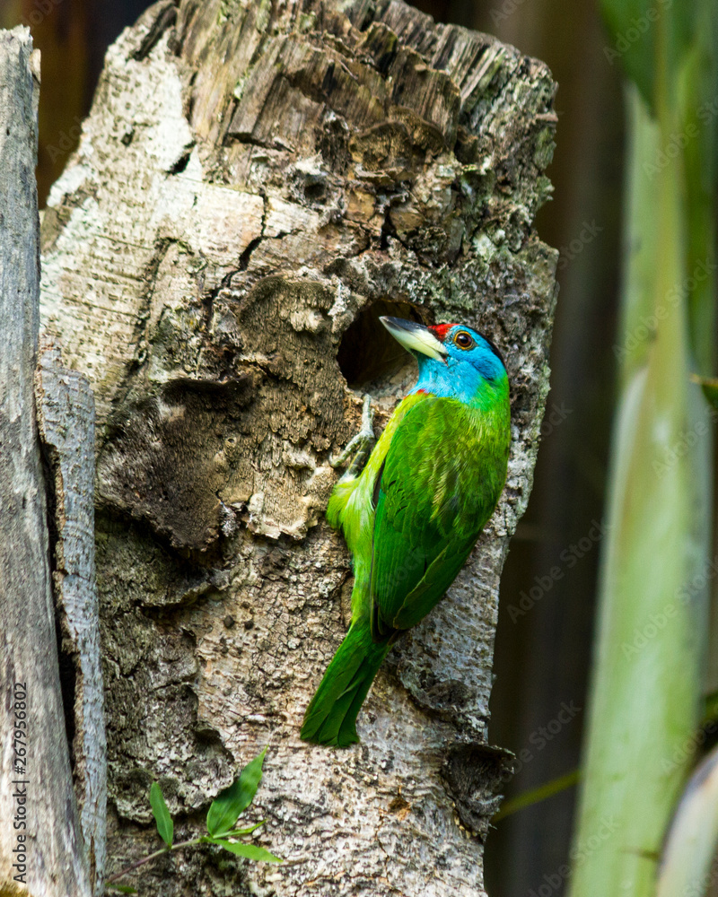 The blue-throated barbet making Nest,Pokhara Nepal The blue-throated barbet making Nest,Pokhara Nepal