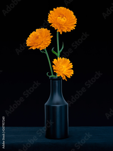 Bright orange marigold flowers, Calendula officinalis, against deep blue background. Edible medicinal herb. Still life in dark vase. © Mushy