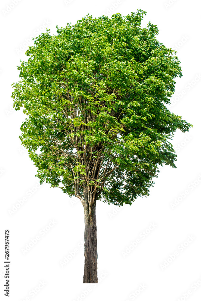 Fototapeta premium The green sacred tree is completely separated from the white background. Scientific name Pterocarpus macrocarpus