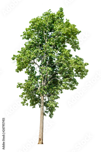 The green sacred tree is completely separated from the white background. Scientific name Shorea siamensis