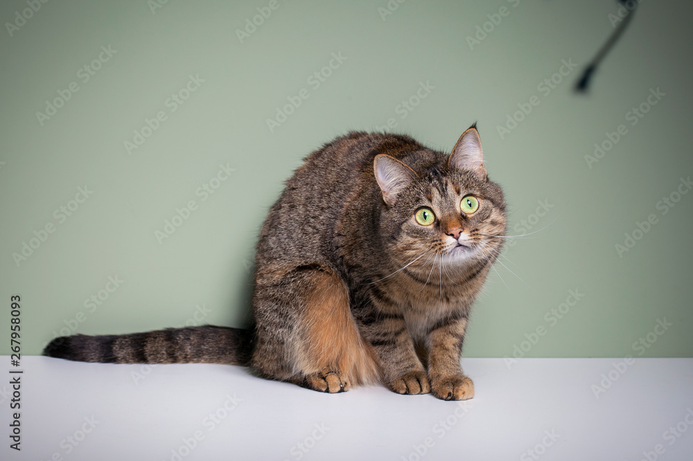 Obraz premium Gray cat