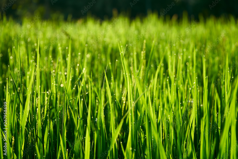 Long shiny green stems of rice as background. Sunrise time. Leafs covered with dew. Vibrant colors. Close up shot. Long shiny green stems of rice as background. Sunrise time. Leafs covered with dew. Vibrant colors. Close up shot.