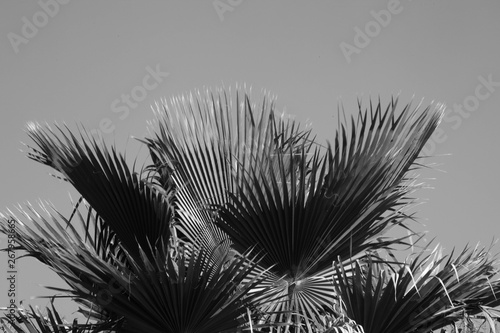 Palm Frond against the sky photo