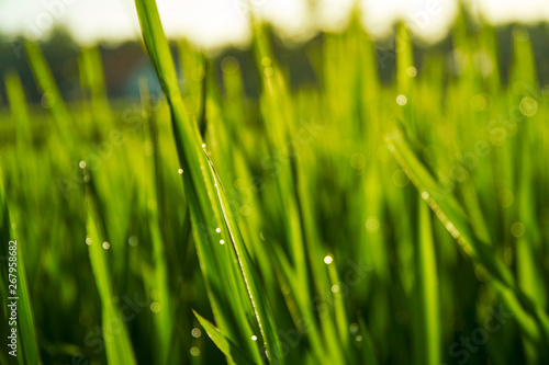 Long shiny green stems of rice as background. Sunrise time. Leafs covered with dew. Vibrant colors. Close up shot.