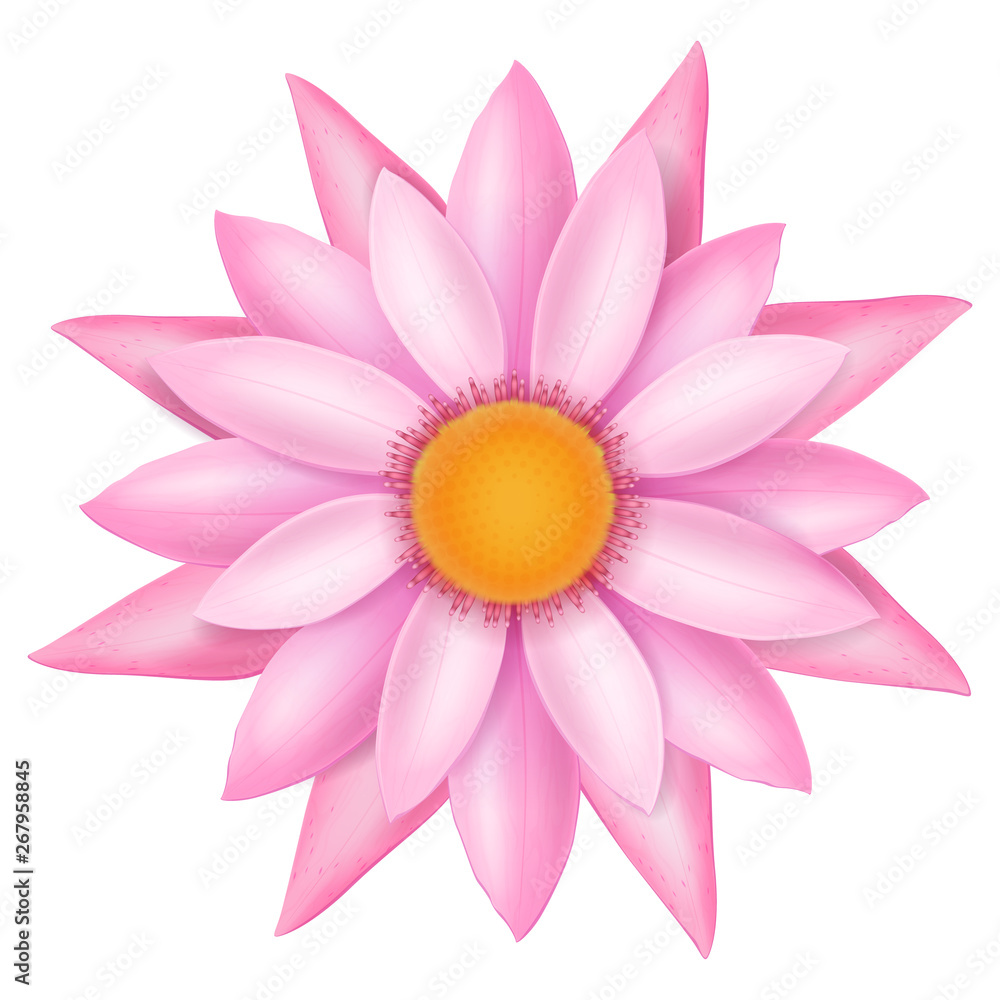 Pink lotus flower. Vector illustration.