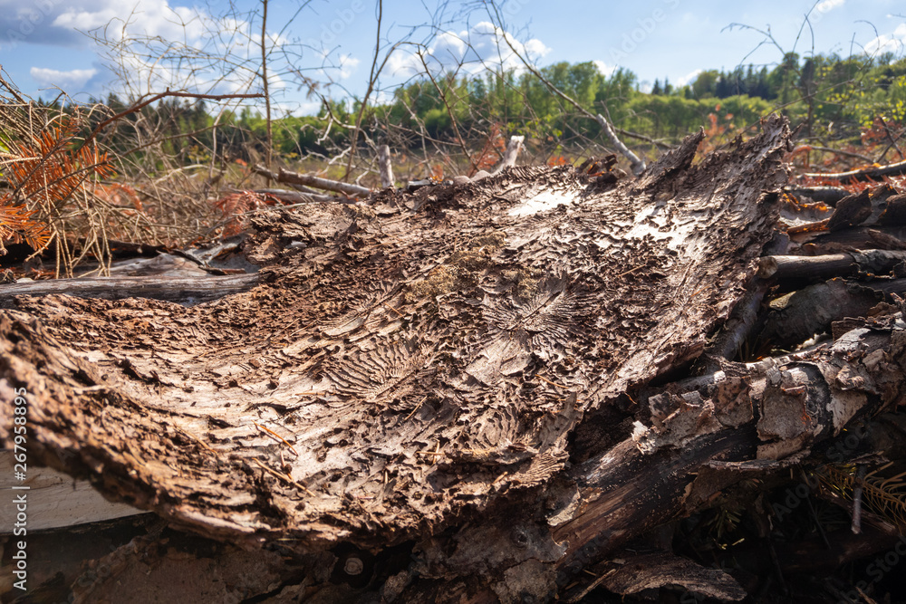 Fototapeta premium piece of bark with traces of the Bark Beetle