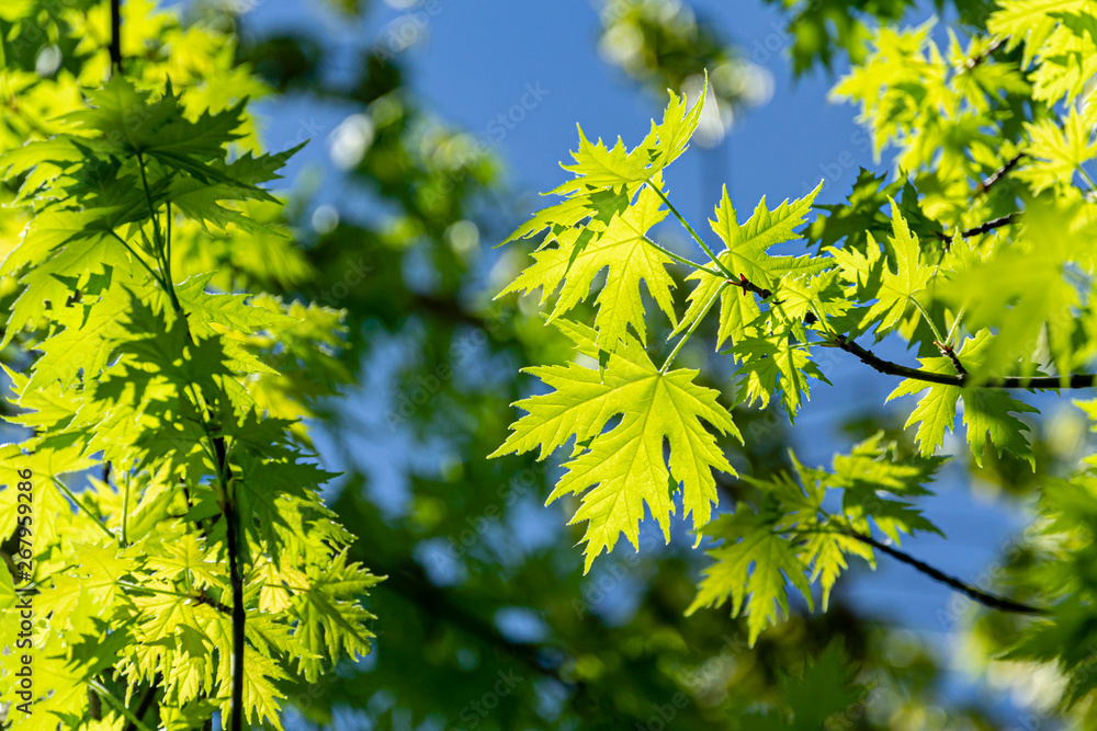 Graceful young green leaves of Acer saccharinum against the sun on blue sky background. Nature concept for spring design Graceful young green leaves of Acer saccharinum against the sun on blue sky background. Nature concept for spring design