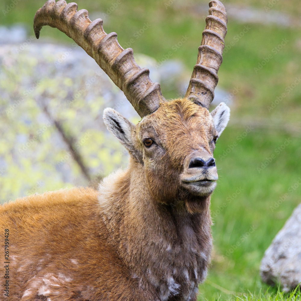 stambecco nel Parco Nazionale del Gran Paradiso stambecco nel Parco Nazionale del Gran Paradiso
