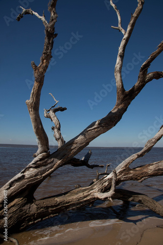 Driftwood with sky  surf and sand