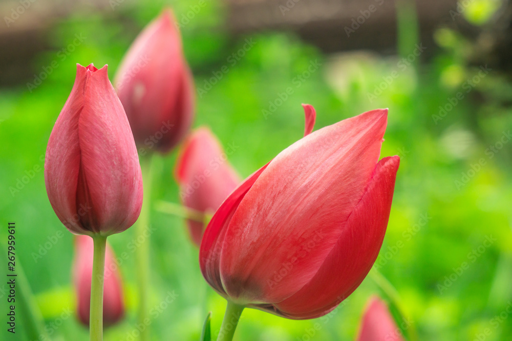 beautiful red flowers tulips close up in the garden beautiful red flowers tulips close up in the garden