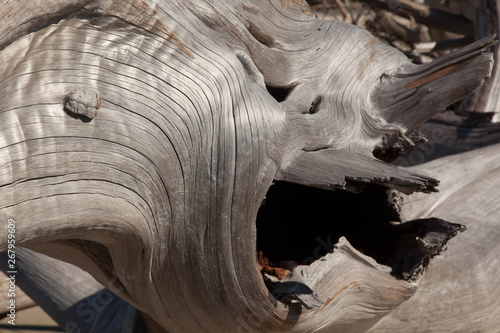Abstract of driftwood on th ebeach