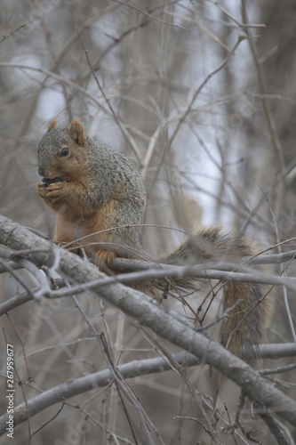 Squirrel in North America
