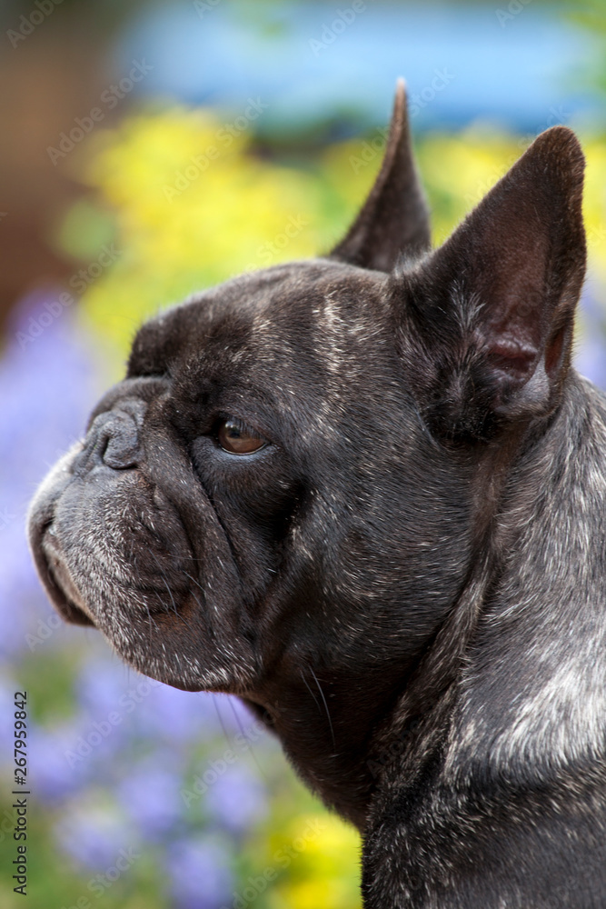 black french bulldog portrait garden  