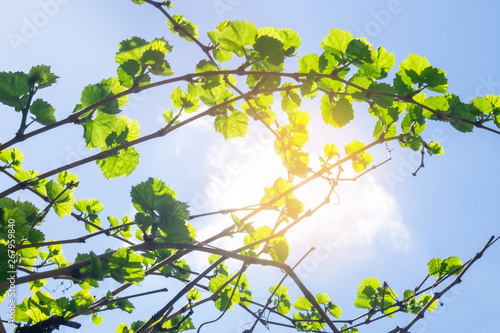 vine leaves on a natural background on a bright Sunny day