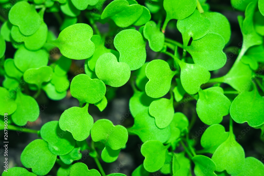 first leaves of arugula texture background first leaves of arugula texture background