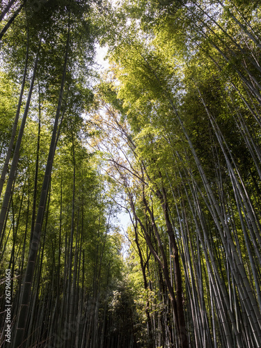 Arashiyama, Foresta di bambù, Kyoto, Giappone © endemico