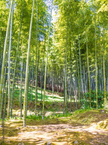 Arashiyama  Foresta di bamb    Kyoto  Giappone