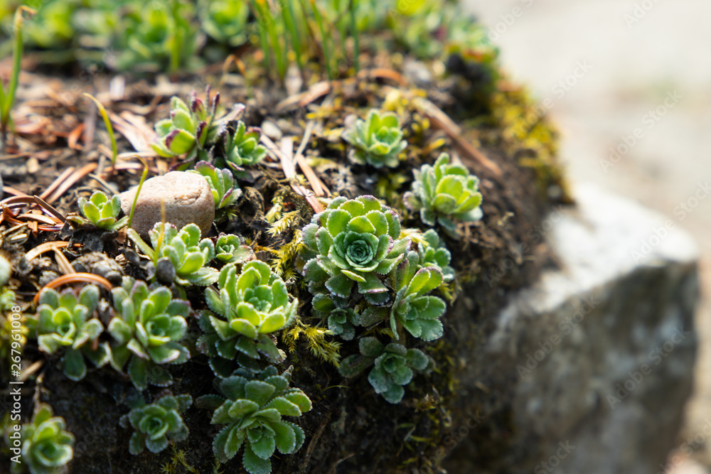 Obraz premium Succulent