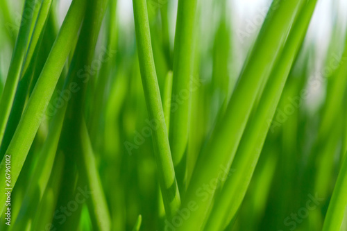 green onion background texture growing