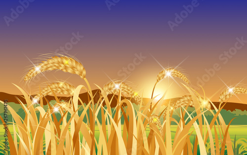 landscape of golden paddy in field in the morning