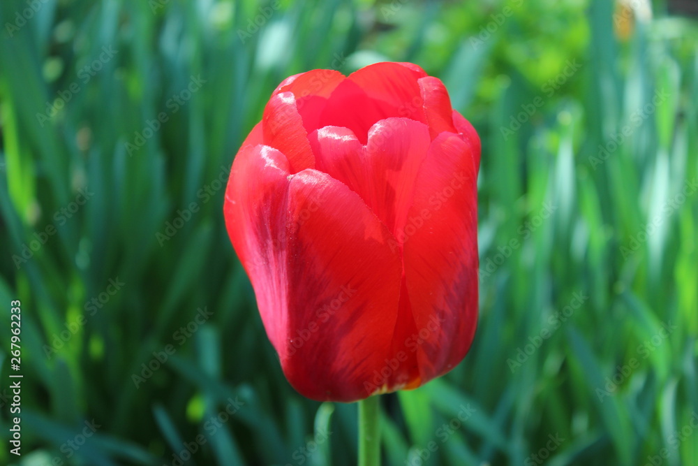 Obraz premium Природа 