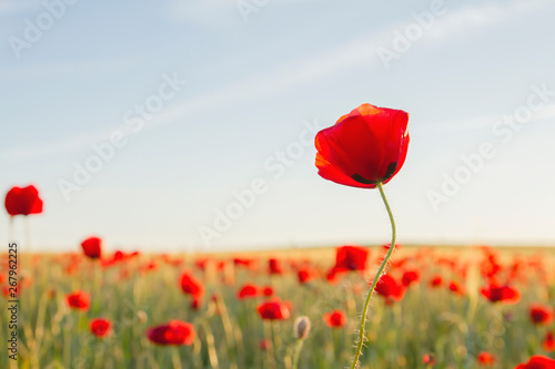 Red poppy flower growing wild in the springtime countryside