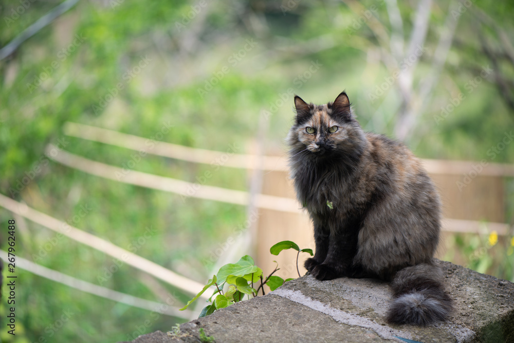 Tortoisheshell cat sitting in the garden 