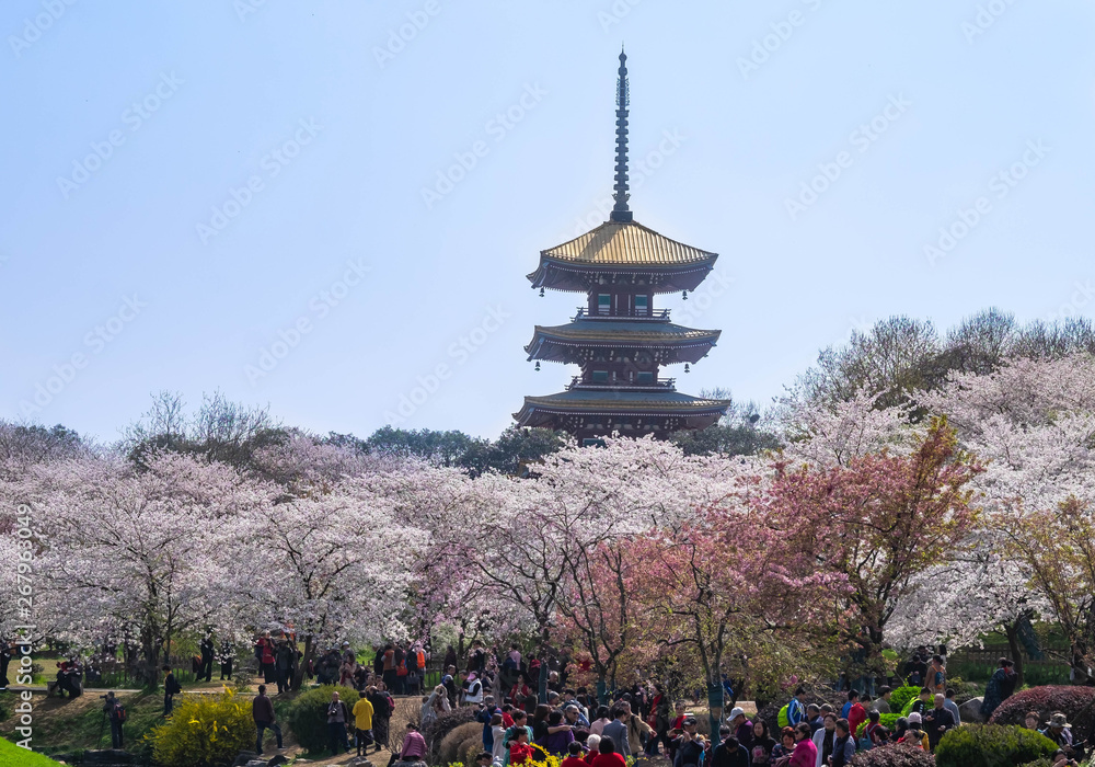 Cherry blossoms in Wuhan East Lake Sakura garden in warm spring, Cherry blossoms in Wuhan East Lake Sakura garden in warm spring,