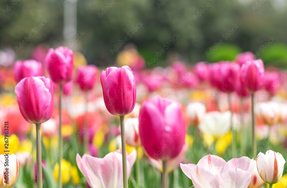 Landscape of tulips field at Wuhan Botanic garden. Landscape of tulips field at Wuhan Botanic garden.