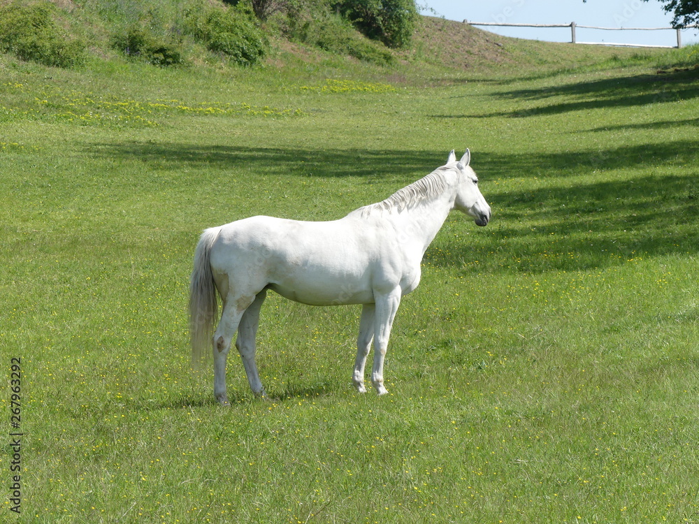 White horse on green pasture