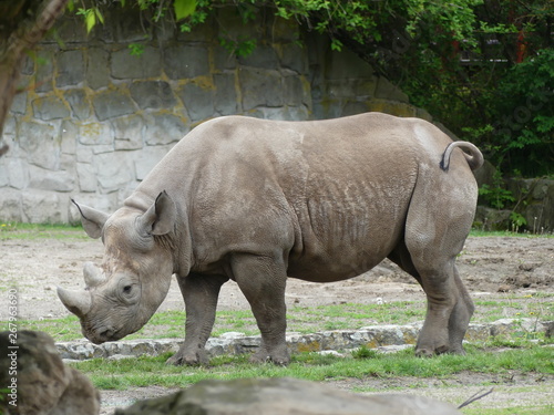 Walking rhino in the zoo