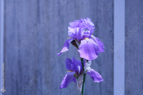 Primo piano di di un fiore viola sbocciato in primavera, natura e fiori photo