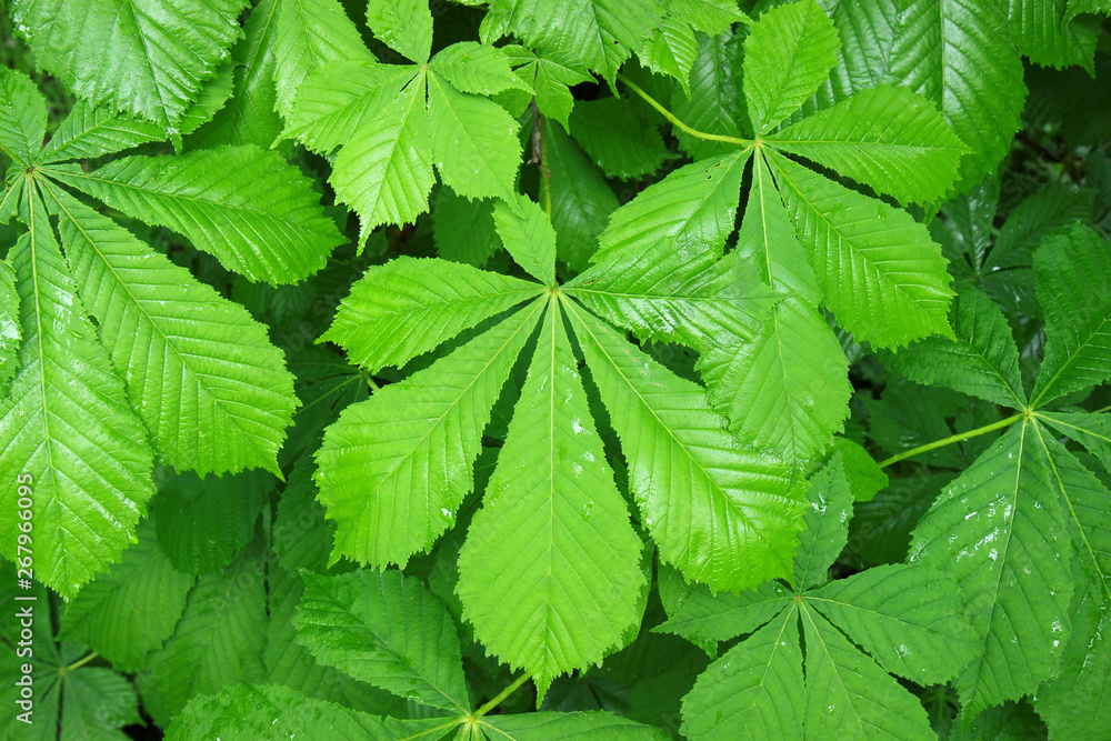 green leaves background after rain green leaves background after rain