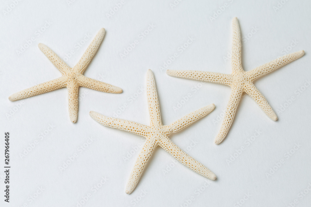 Starfish isolated on white background Starfish isolated on white background