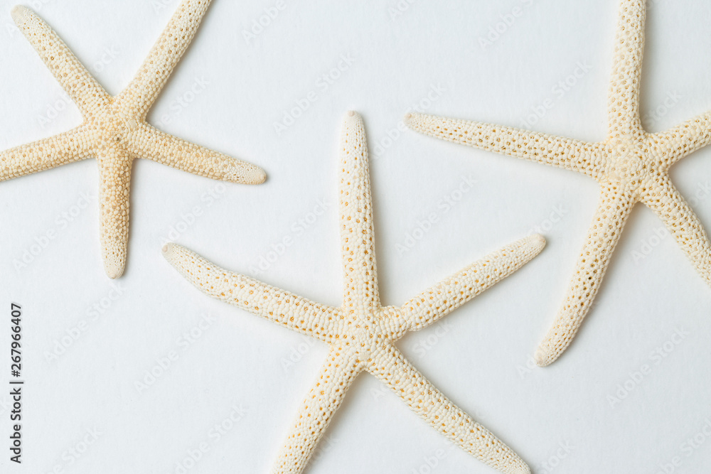 Starfish isolated on white background Starfish isolated on white background