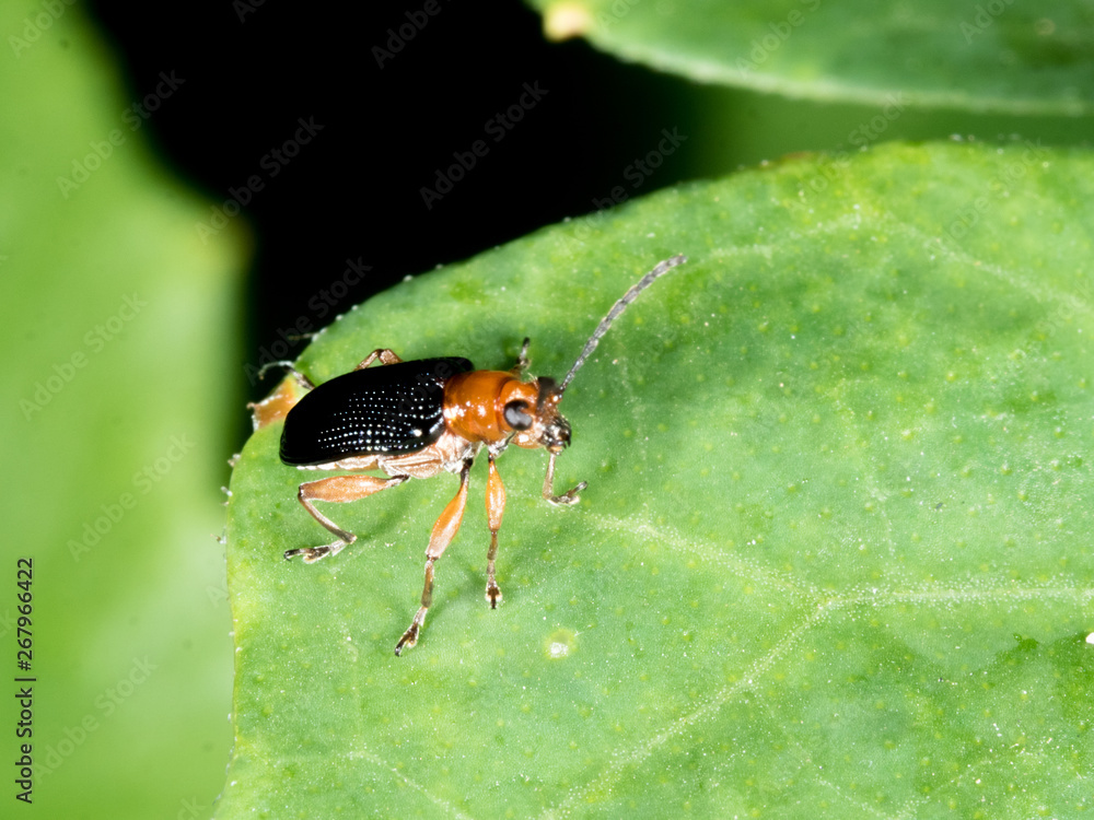 Fototapeta premium Bombardier beetle with black wing waling on green leaf in garden