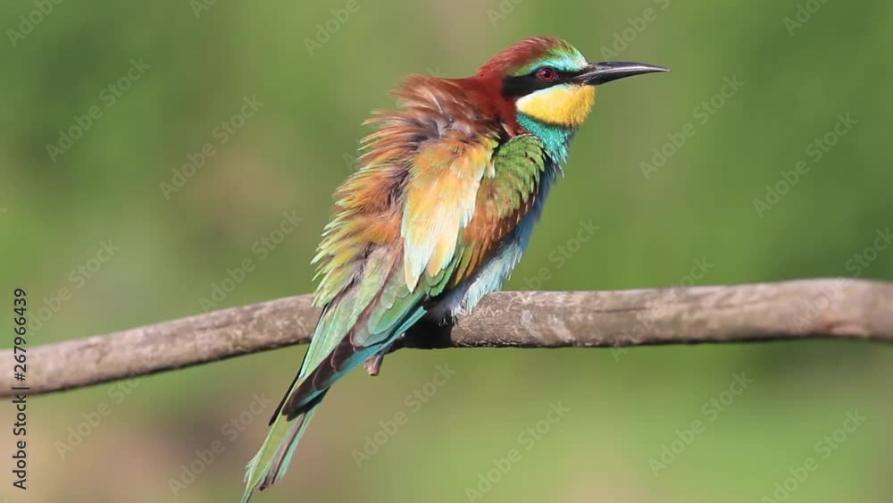 colorful bird cleans its beautiful feathers colorful bird cleans its beautiful feathers