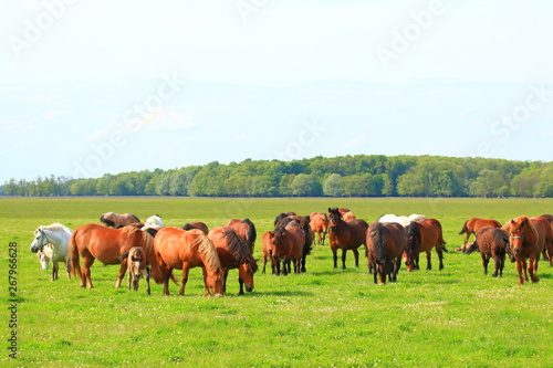 Herd of horses in pasture on meadow