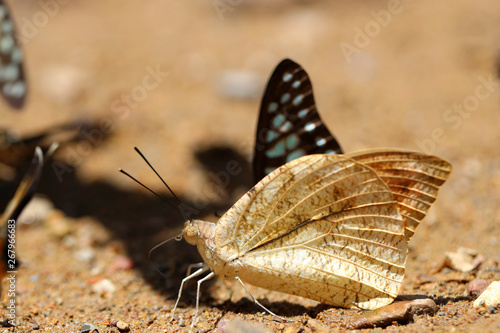 Butterflies following a series of natural Ban Krang Camp. Phetchaburi  Thailand
