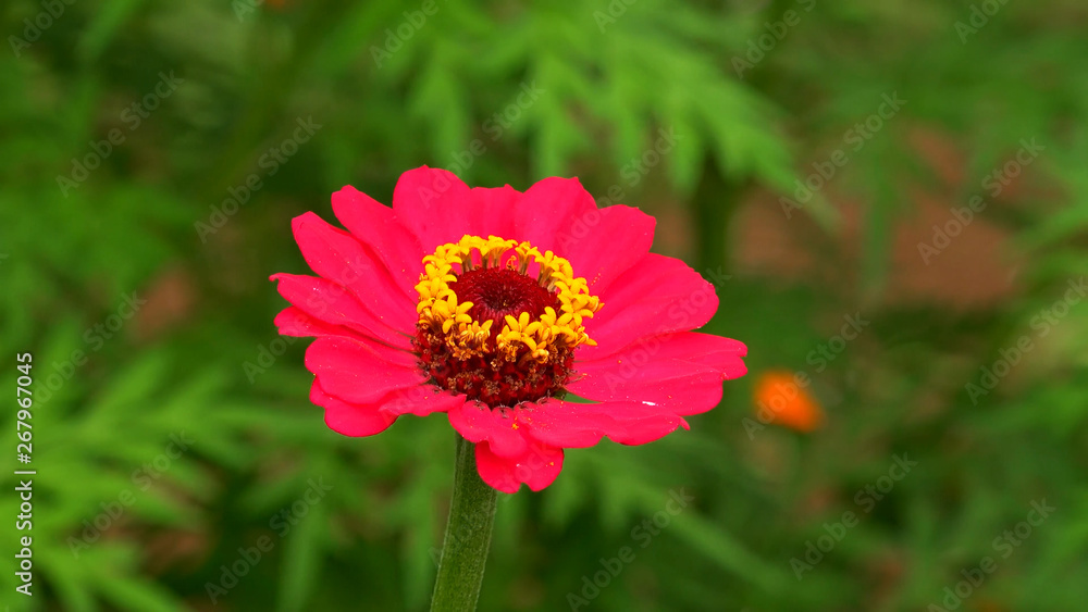 Zinnia flower