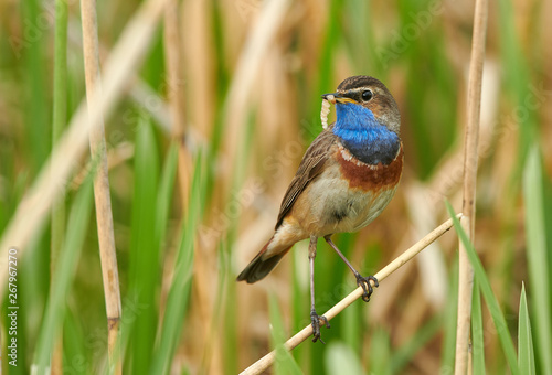 Bluethroat bird sitting on the reed (Luscinia svecica) © Piotr Krzeslak
