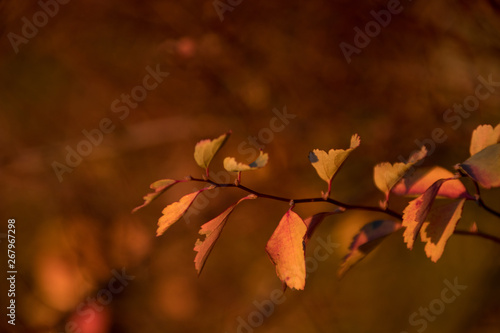 Pianta d'autunno photo